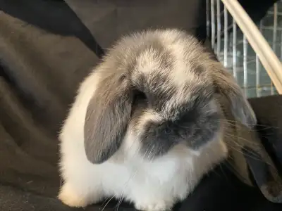 Holland Lop Rabbits, View more