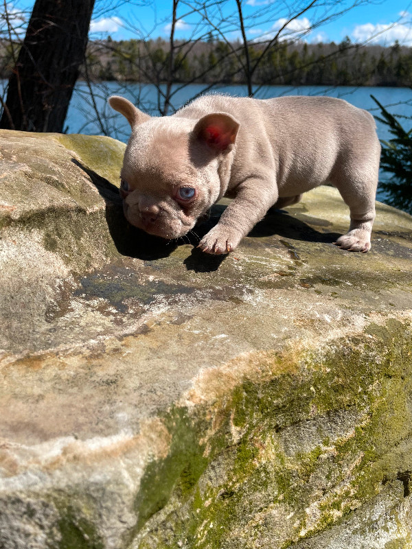 French bulldog puppies in Dogs & Puppies for Rehoming in City of Halifax - Image 3