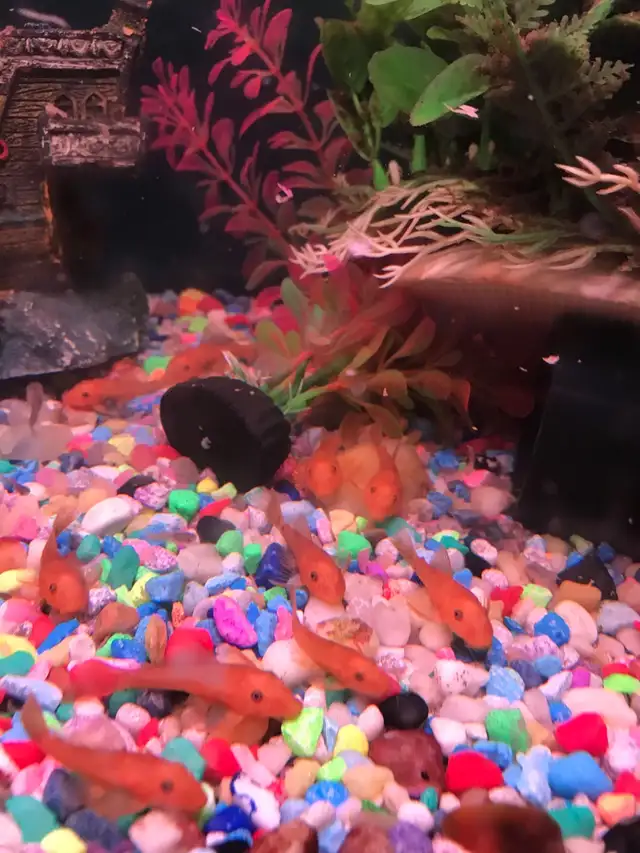 Red Bristle Nose Plecos in Fish for Rehoming in Woodstock - Image 6