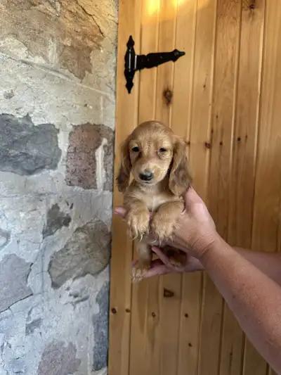Long Hair Mini Red Dachshunds - 9lbs Full Grown, View more