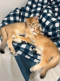 Adorable WCF registered British Shorthair kittens