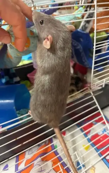 Retirement home needed for elderly rats, View more