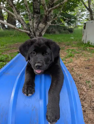 1 Boy Left - Golden Retriever, Akita Mix Puppies, View more