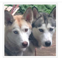 Siberian Husky pair to be rehomed