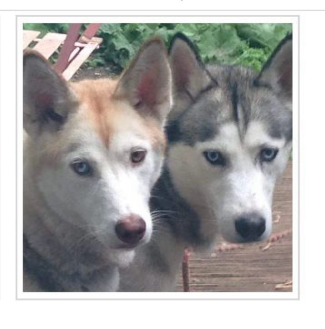 Siberian Husky pair to be rehomed in Dogs & Puppies for Rehoming in Ottawa