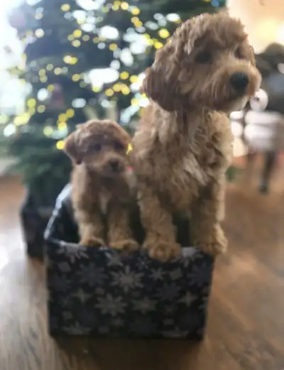 Sweet Mini Poodle Mix Puppies - Vaccinated & Dewormed, View more