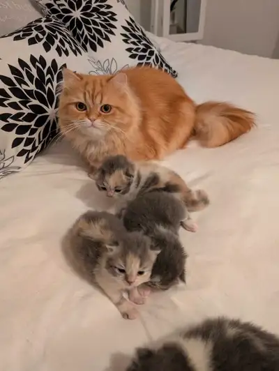 chatons exceptionnel et des belles beautées  a qui la chance., View more