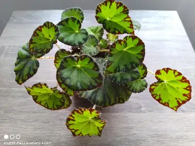 Begonia Rex Zumba, View more