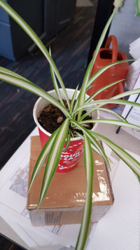 Rooted Spider Plant Cuttings