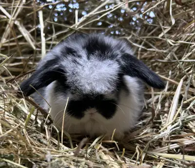 Purebred Holland Lops, View more