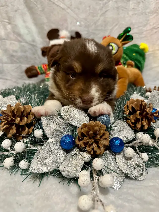 CKC Miniature American Shepherd (AKA Mini Aussie) in Dogs & Puppies for Rehoming in Napanee - Image 10