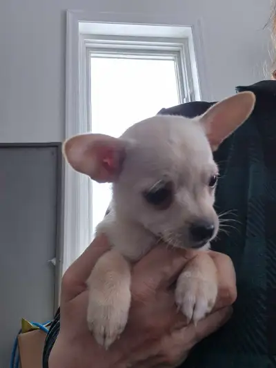 Very small little girl. Loves to snuggle. She is very calm, loves everyone. Vet checked, dewormed wi...