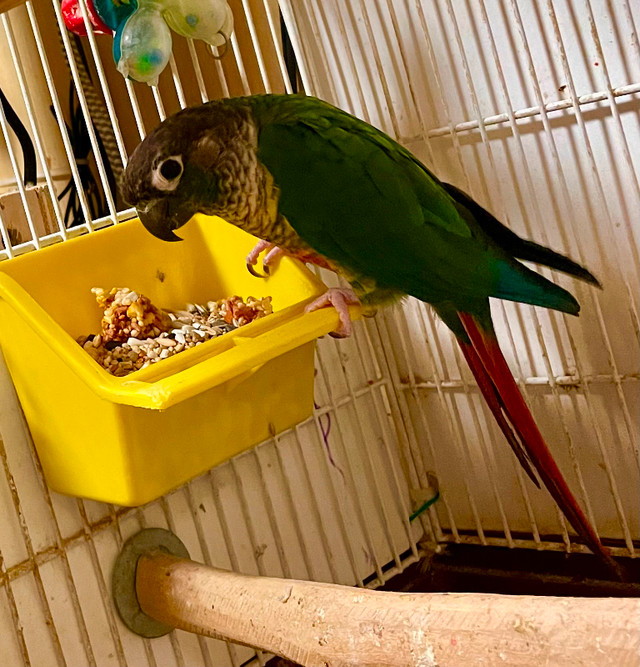 Prolific breeding pair in Birds for Rehoming in St. Albert - Image 4