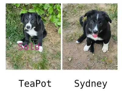 Registered Border Collie Puppies - $600, View more