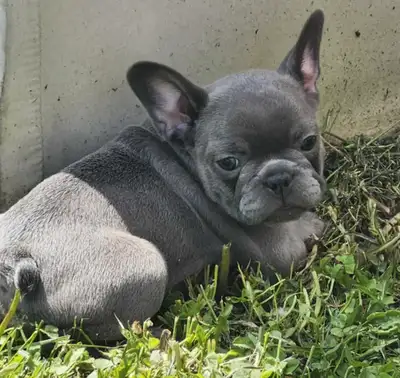 1 Female French Bulldog Puppies Ready June 20th!, View more