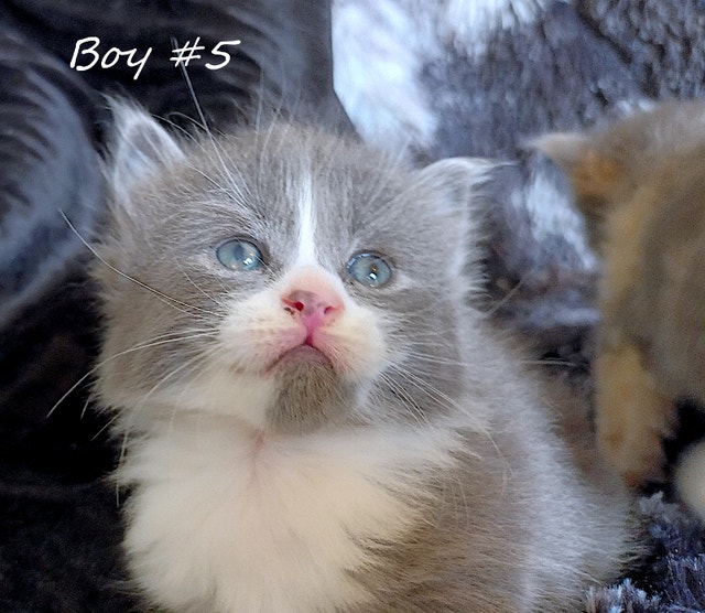 Maine Coon Cross Kittens!! Cats & Kittens for Rehoming Hamilton