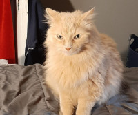 FLUFFY. Fully Vaxxed, 6.5-Year-Old Affectionate Male Cat