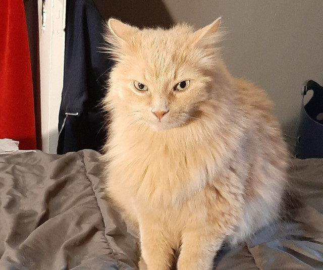 FLUFFY. Fully Vaxxed, 6.5-Year-Old Affectionate Male Cat in Registered Shelter / Rescue in Oshawa / Durham Region