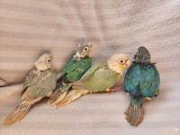 Handfed Tame Baby Conures