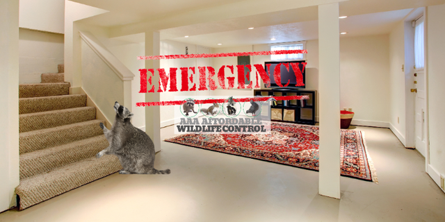 Affordable Raccoon Removal Mississauga in Other in Mississauga / Peel Region - Image 3