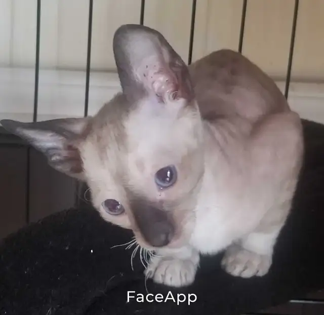 Chaton rex cornish male in Cats & Kittens for Rehoming in Lévis - Image 2