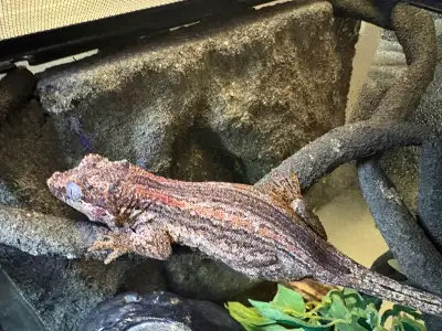 Male Gargoyle Gecko, View more
