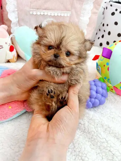 Tiny pomapoo puppies, View more