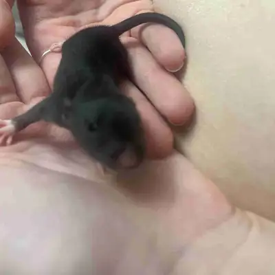 Baby pet rats hairless,NOT FEEDERS, View more