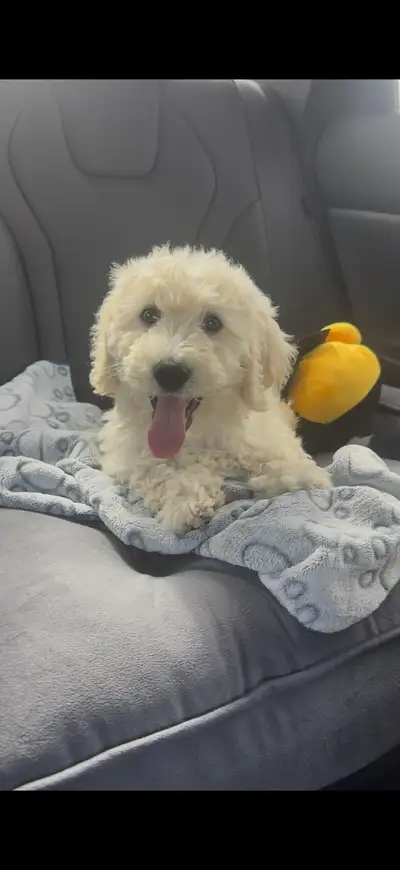 Puppy for Rehoming, View more