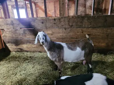 Purebred Nubian Doe For Sale, View more