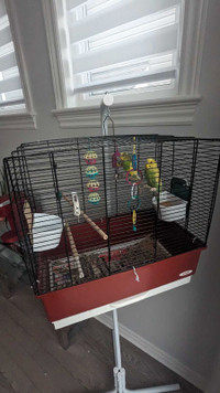 Birds, cage, and accessories for sale