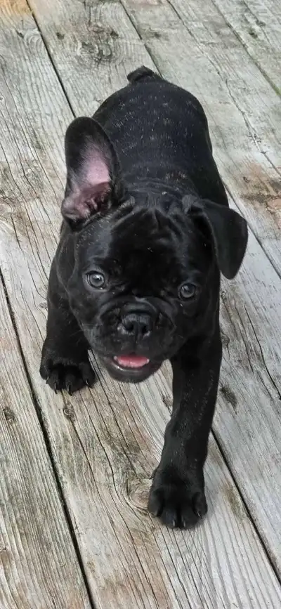 chiots boulledog français nouveau prix 1500$, View more