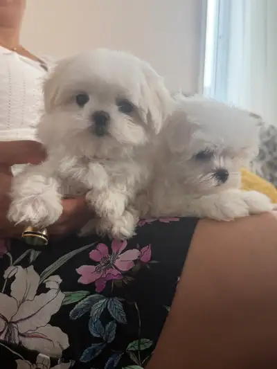 ❤️Maltais,Maltese (bichon -maltipoo -caniche -shihtzu -poodle)❤️, View more