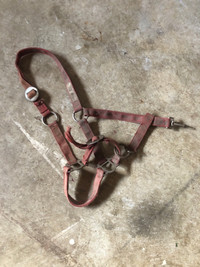 Horse halter