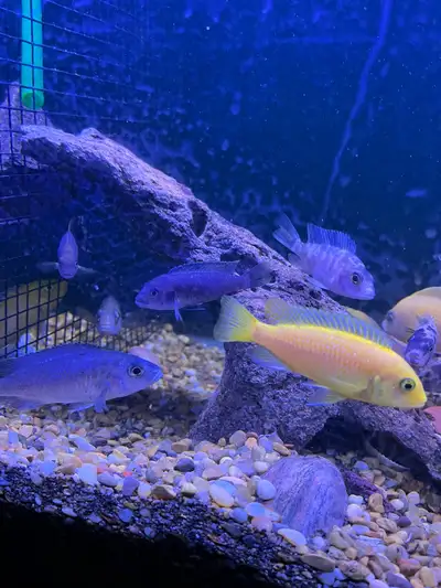 Female African cichlids for sale/ trade Very active My light makes their colour enhance a bit more s...