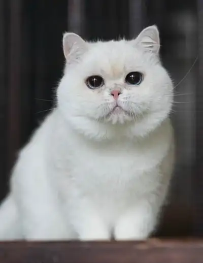 3.5 year old silver point British shorthair boy, View more