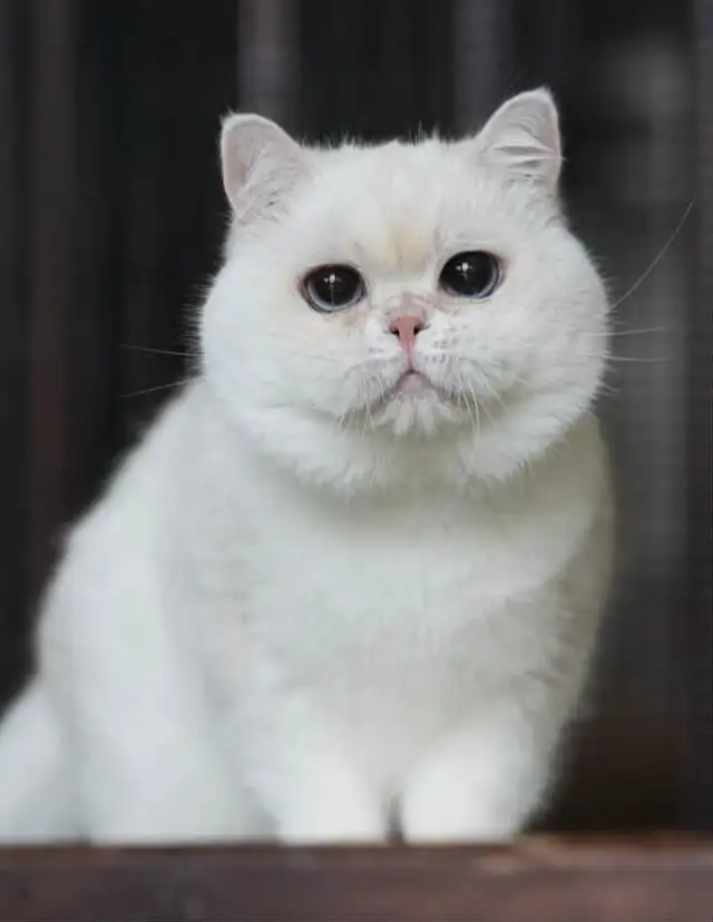 3.5 year old silver point British shorthair boy in Cats & Kittens for Rehoming in Markham / York Region - Image 2