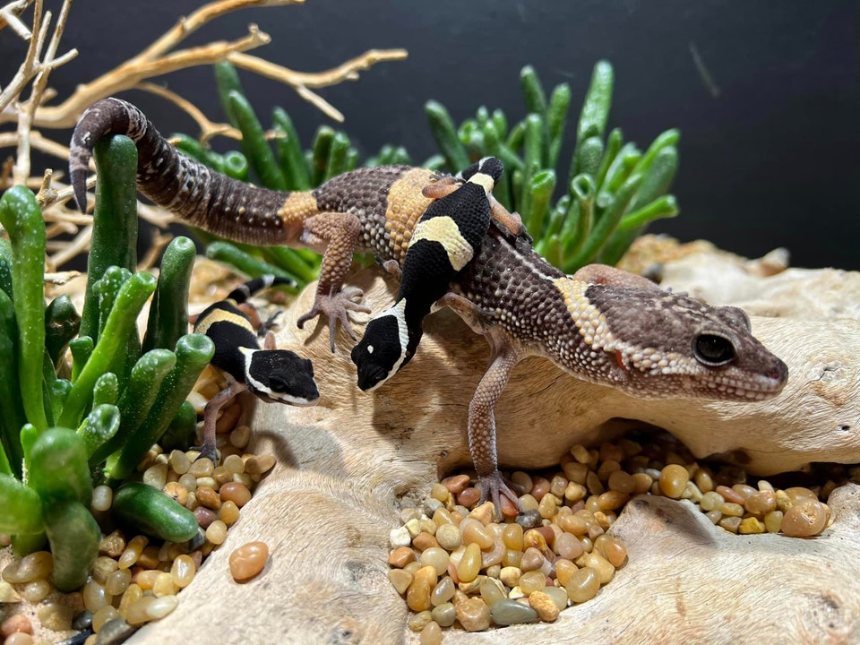 Leopard Gecko Babies - East Indian - Eublepharis hardwicki | Reptiles ...