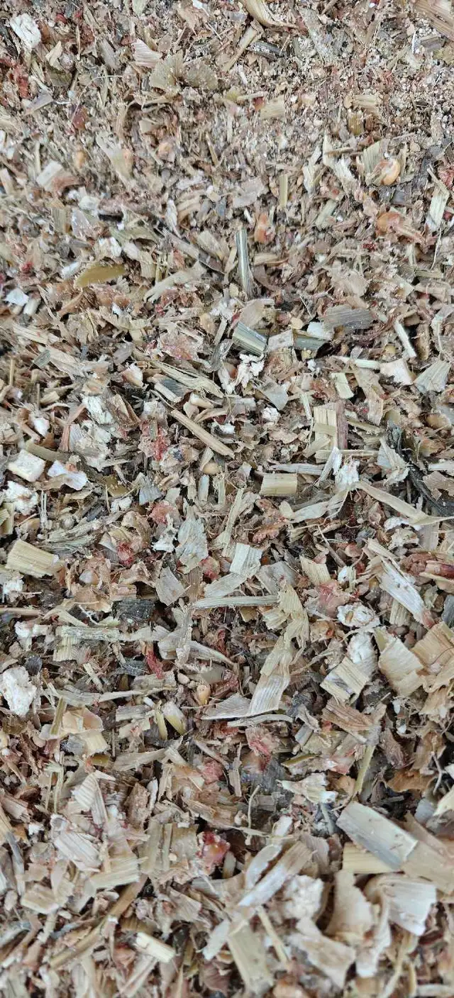 Corn silage in Livestock in Edmonton - Image 3