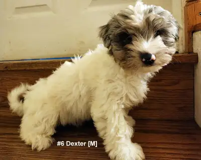 Biewer Terrier Puppies looking to join their new families Puppies were born on Jan-18-2025 - 1 femal...