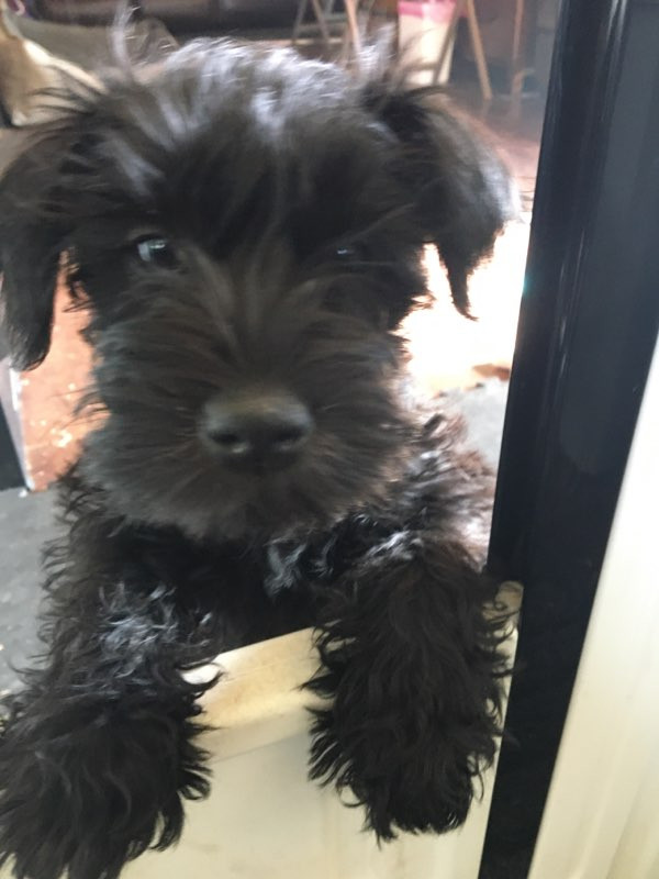 Miniature schnauzer puppies in Dogs & Puppies for Rehoming in Strathcona County - Image 2