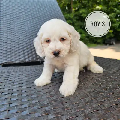 Cockapoo Puppies  - last male., View more