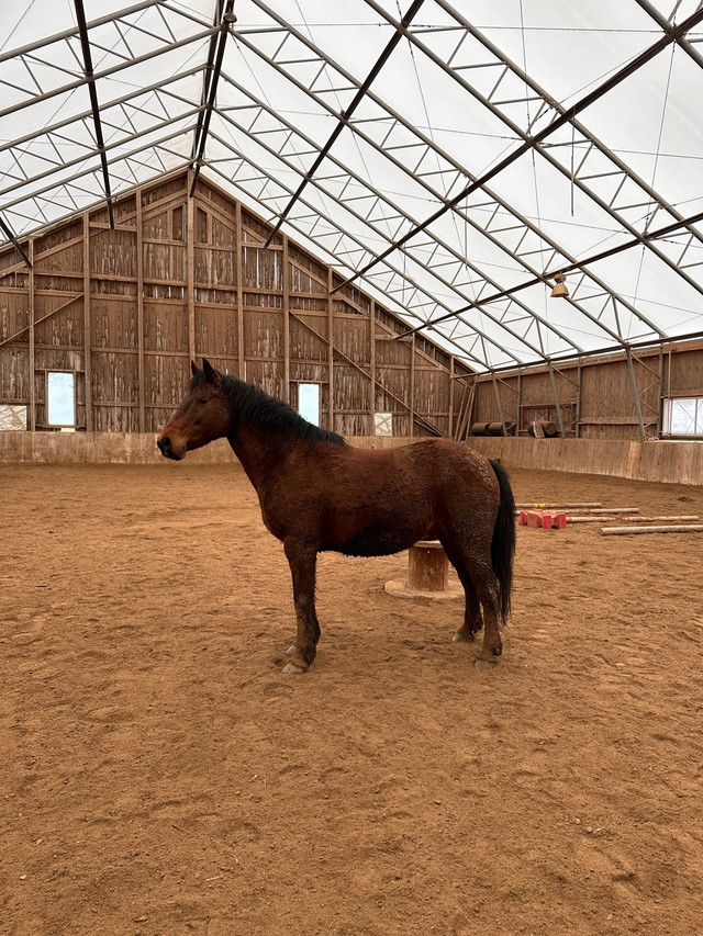 Pony Gelding in Horses & Ponies for Rehoming in Kitchener / Waterloo