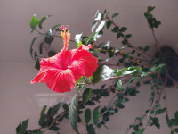 Large Hibiscus Flower Indoor Outdoor Plant Beautiful Healthy