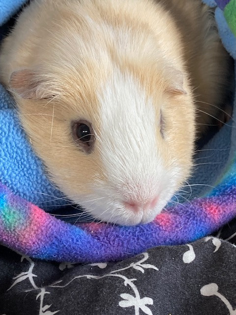 FREE! Winnie the Pig needs a new home! in Small Animals for Rehoming in Vancouver