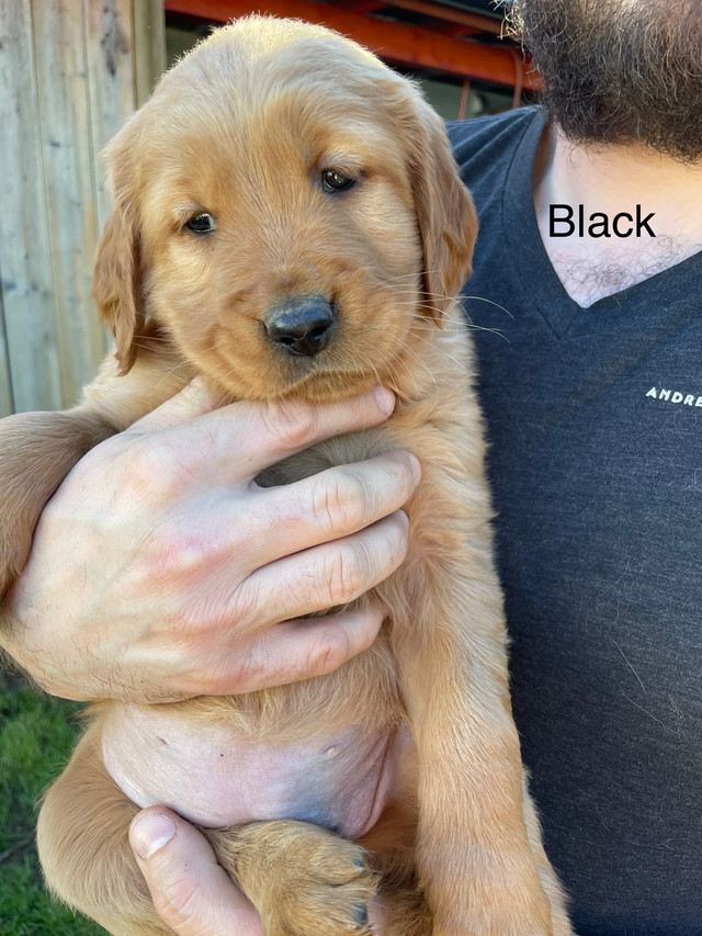 Golden Retriever Puppies in Dogs & Puppies for Rehoming in Chilliwack - Image 2