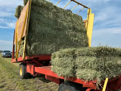 2025 First Cut Hay 70% orchard grass, 30% alfalfa. Scaling 65lbs. Cut & baled dry ☀️ 8-11% moisture...
