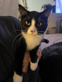 10 month old tuxedo cat for rehoming 