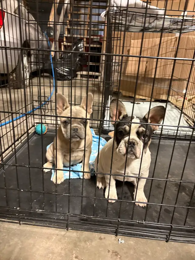 Frenchie pups in Dogs & Puppies for Rehoming in Penticton - Image 2