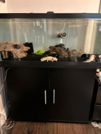 40 gallon tank and stand with breeding axoltls for sale
